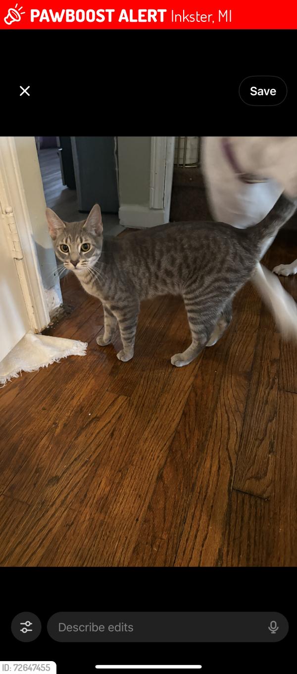 Lost Female Cat last seen Cherryhill and John Daly , Inkster, MI 48141