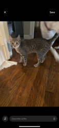 Lost Female Cat last seen Cherryhill and John Daly , Inkster, MI 48141