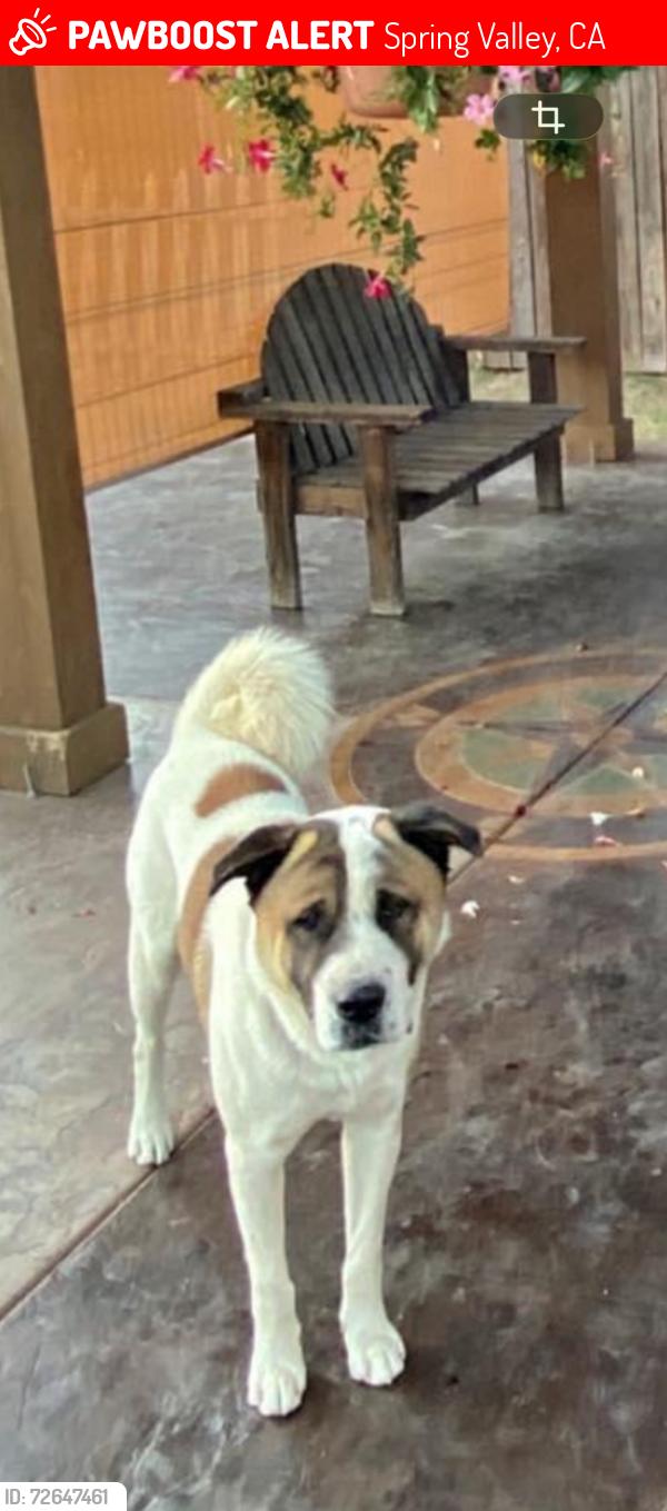 Lost Male Dog last seen Elkelton blvd , Spring Valley, CA 91977