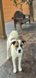Lost Male Dog last seen Elkelton blvd , Spring Valley, CA 91977
