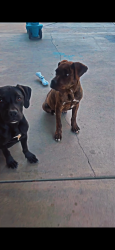 Found/Stray Male Dog last seen Kendall Dr San Bernardino CA, San Bernardino, CA 92405
