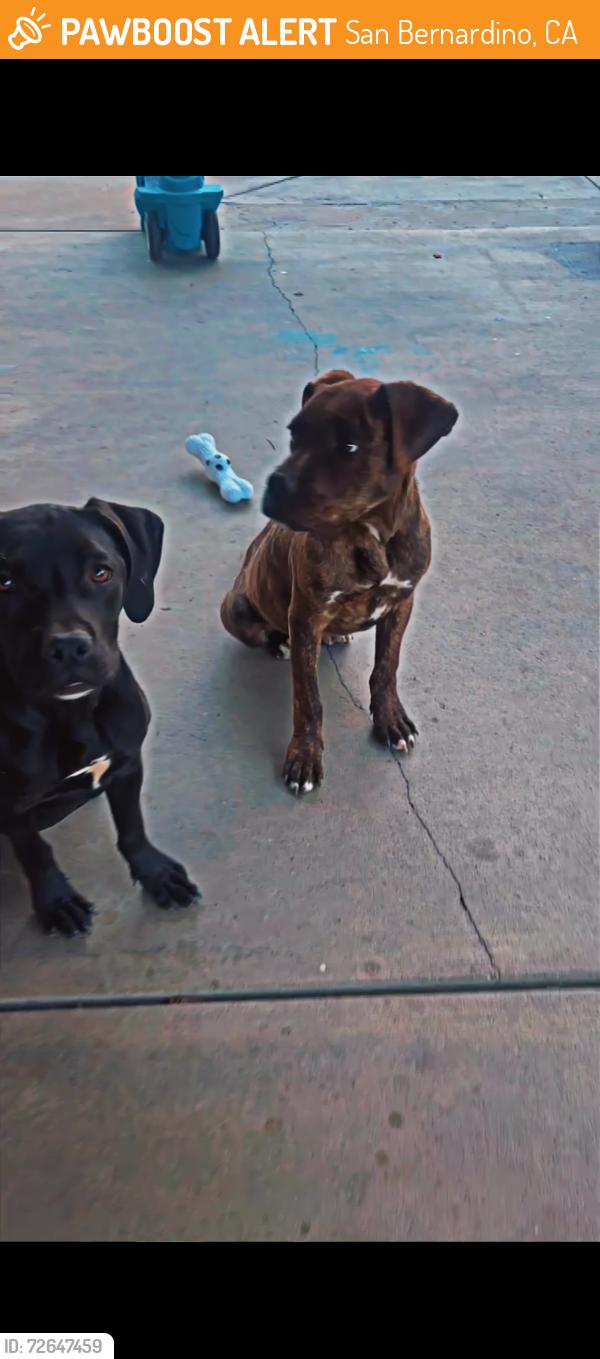 Found/Stray Male Dog last seen Kendall Dr San Bernardino CA, San Bernardino, CA 92405