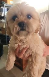 Found/Stray Unknown Dog last seen Millbrook Way and Crimson St, Fontana, CA 92336