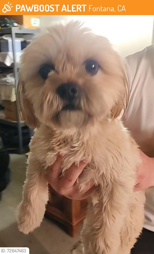 Found/Stray Unknown Dog last seen Millbrook Way and Crimson St, Fontana, CA 92336