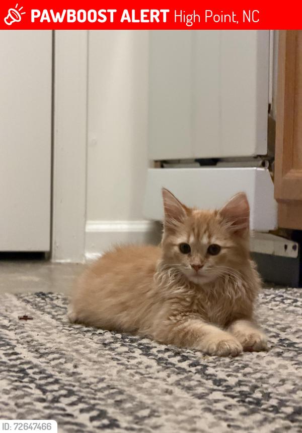 Lost Male Cat last seen Near Precision Way, High Point, near walmart, High Point, NC 27265