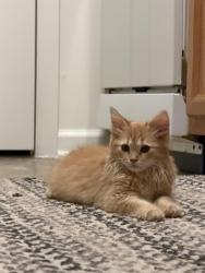 Lost Male Cat last seen Near Precision Way, High Point, near walmart, High Point, NC 27265