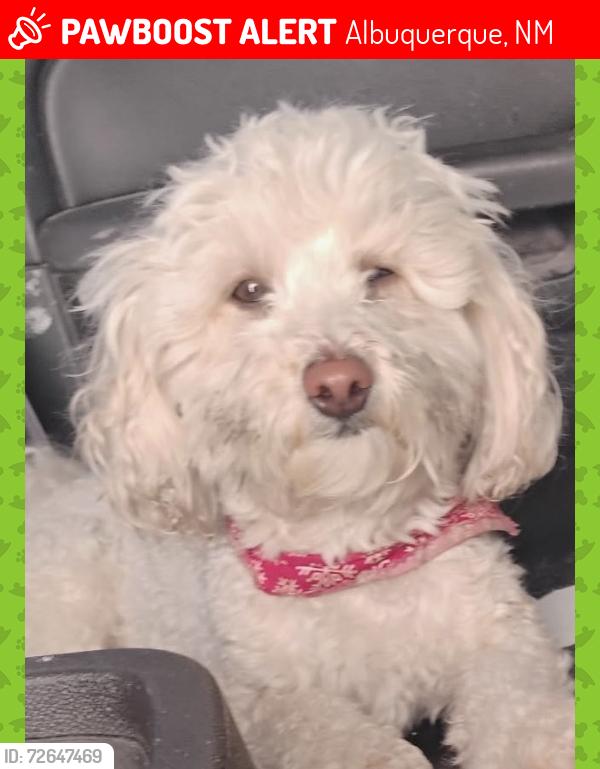 Lost Male Dog last seen Gibson and University area , Albuquerque, NM 87106