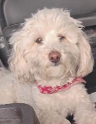 Lost Male Dog last seen Gibson and University area , Albuquerque, NM 87106