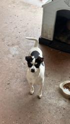 Found/Stray Male Dog last seen Foothill and Meridian, near the wigwam motel, San Bernardino, CA 92376