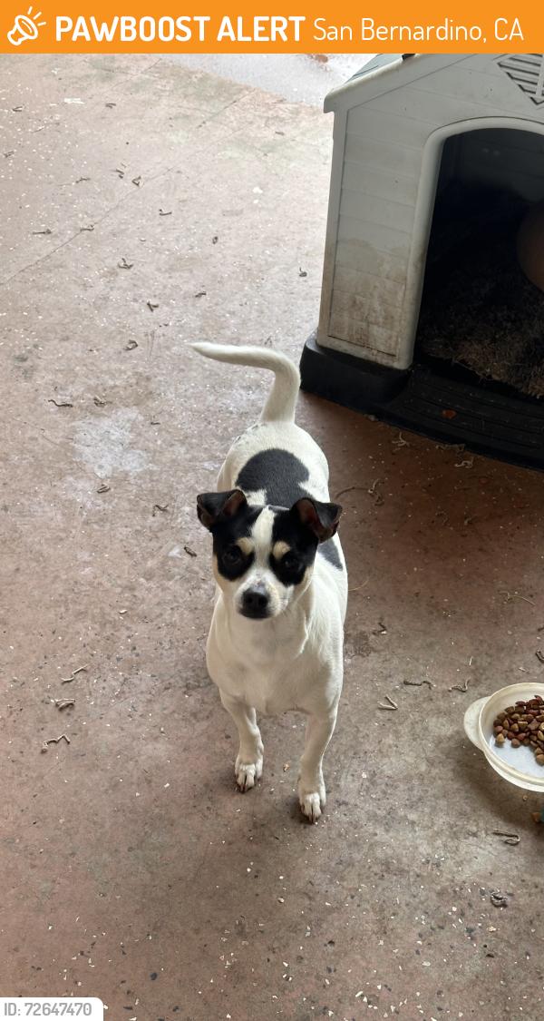 Found/Stray Male Dog last seen Foothill and Meridian, near the wigwam motel, San Bernardino, CA 92376