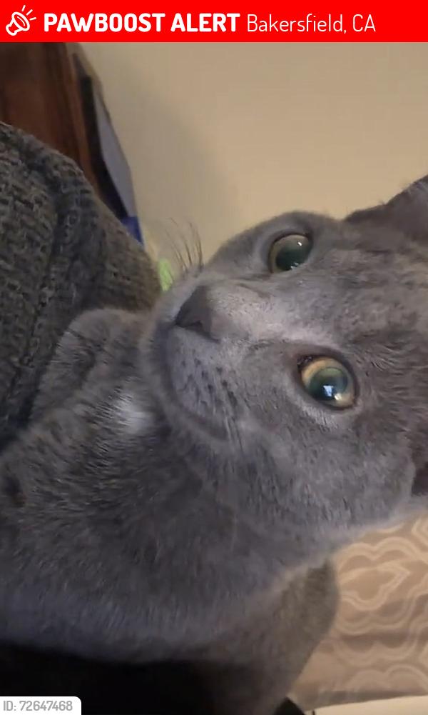 Lost Male Cat last seen Near S Hst, Bakersfield, CA 93304