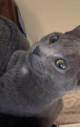 Lost Male Cat last seen Near S Hst, Bakersfield, CA 93304