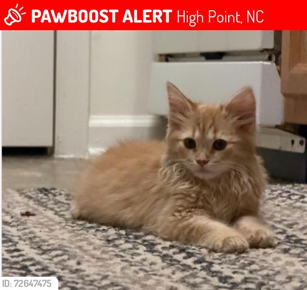 Lost Male Cat last seen Wendover , High Point, NC 27265