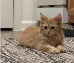 Lost Male Cat last seen Wendover , High Point, NC 27265