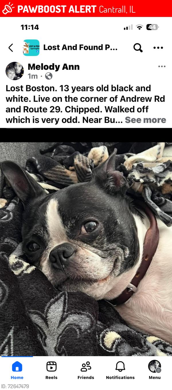 Found/Stray Male Dog last seen Andrew road and route 29, Cantrall, IL 62625
