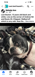 Found/Stray Male Dog last seen Andrew road and route 29, Cantrall, IL 62625