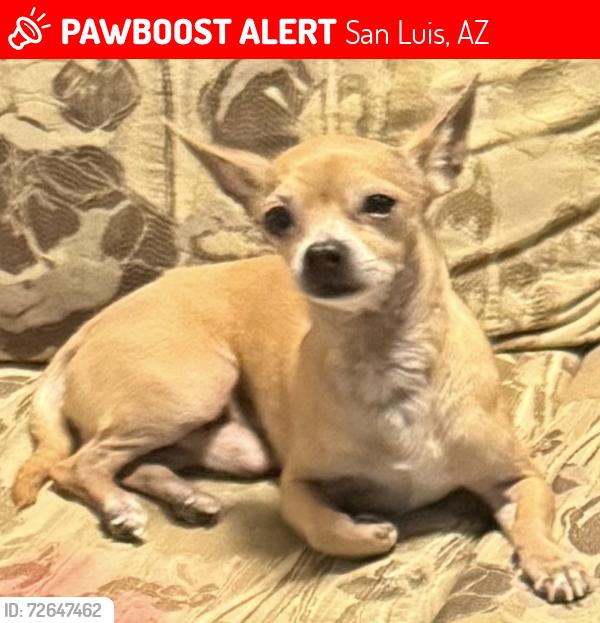 Lost Male Dog last seen Udall , San Luis, AZ 85349