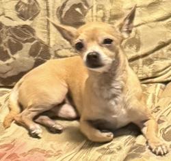 Lost Male Dog last seen Udall , San Luis, AZ 85349