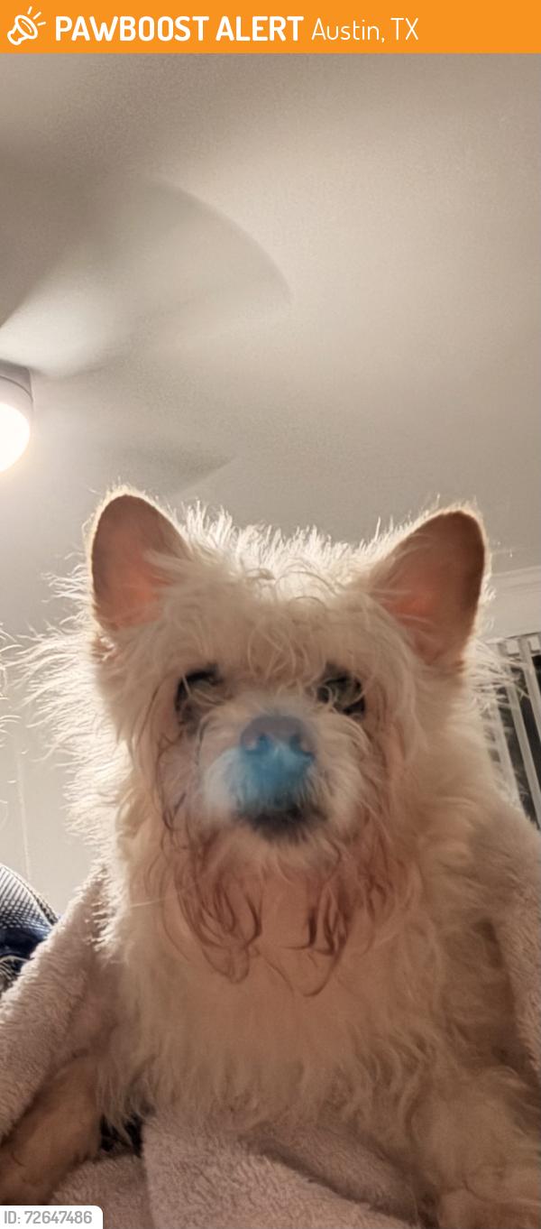 Found/Stray Unknown Dog last seen Metric and Stonehollow , Austin, TX 78758