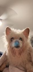 Found/Stray Unknown Dog last seen Metric and Stonehollow , Austin, TX 78758