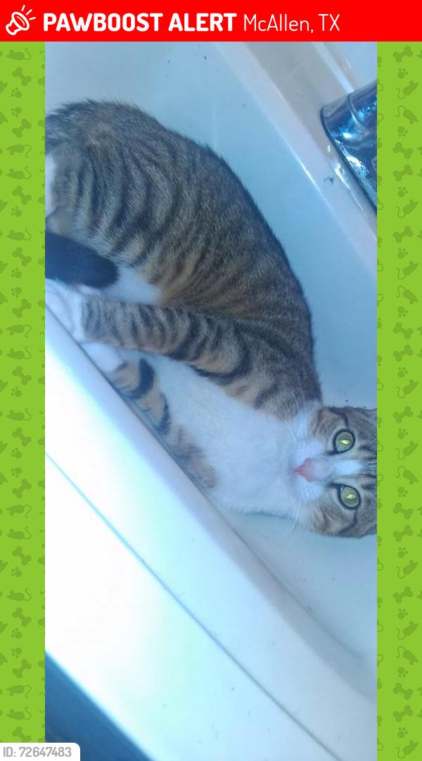 Lost Male Cat last seen Around flamingo bowl or apts and if some1 has him pls return him, McAllen, TX 78501