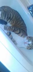Lost Male Cat last seen Around flamingo bowl or apts and if some1 has him pls return him, McAllen, TX 78501