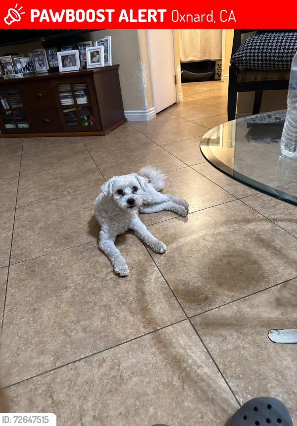 Lost Male Dog last seen North McKinley avenue , Oxnard, CA 93030