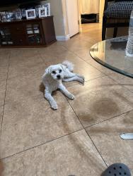 Lost Male Dog last seen North McKinley avenue , Oxnard, CA 93030