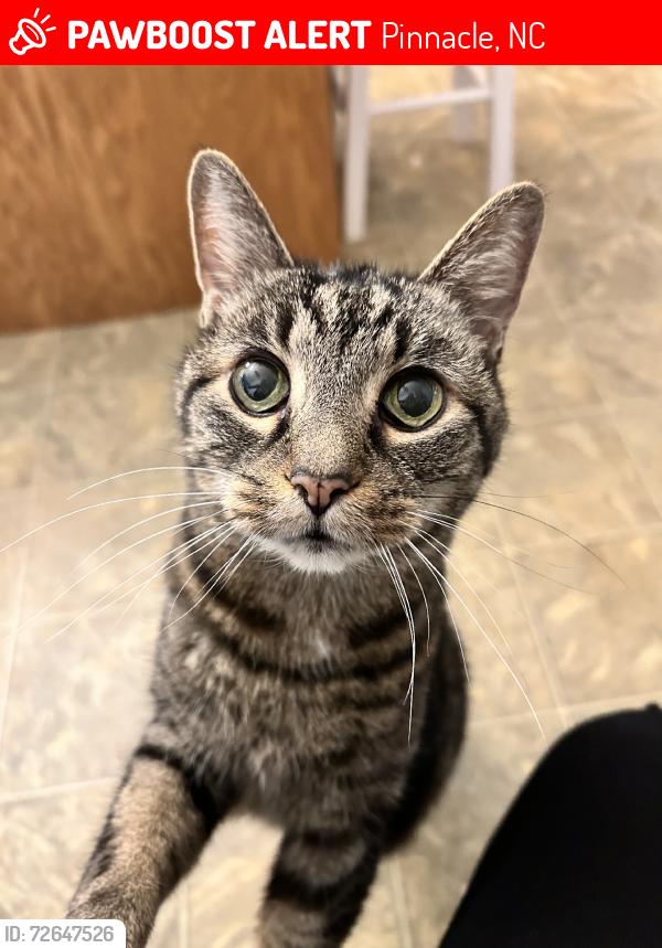 Lost Female Cat last seen Coon st, Pinnacle, NC 27043