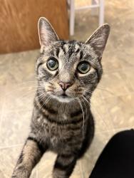 Lost Female Cat last seen Coon st, Pinnacle, NC 27043