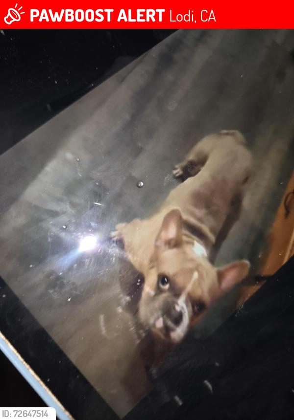 Lost Male Dog last seen Pep boys vally rd , Lodi, CA 95258