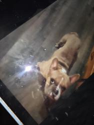 Lost Male Dog last seen Pep boys vally rd , Lodi, CA 95258
