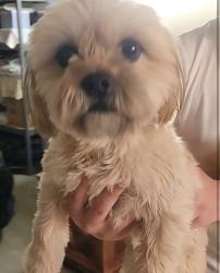 Found/Stray Male Dog last seen Millbrooke Way and Duncan Canyon, Fontana, CA 92336