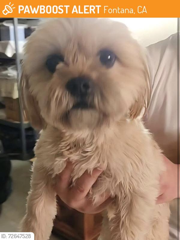 Found/Stray Male Dog last seen Millbrooke Way and Duncan Canyon, Fontana, CA 92336