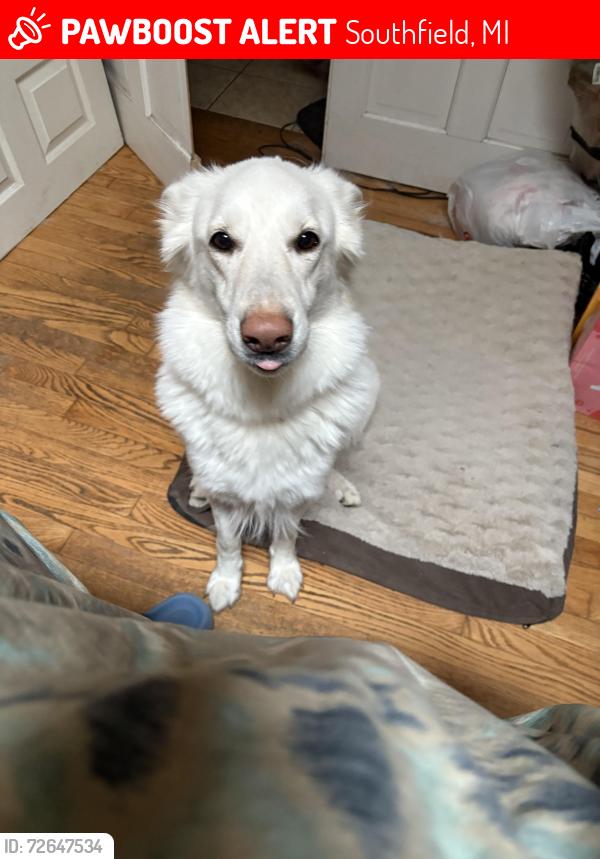 Lost Female Dog last seen 8 mile near Southfield Road, Southfield, MI 48075