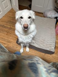 Lost Female Dog last seen 8 mile near Southfield Road, Southfield, MI 48075