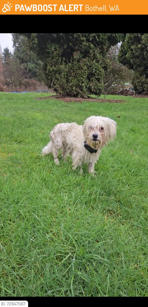 Found/Stray Unknown Dog last seen Near E Riverside Dr, Bot, WA 98011, Bothell, WA 98011