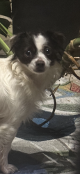 Found/Stray Unknown Dog last seen Intersection of Main and Stadium Road , Sugar Land, TX 77498