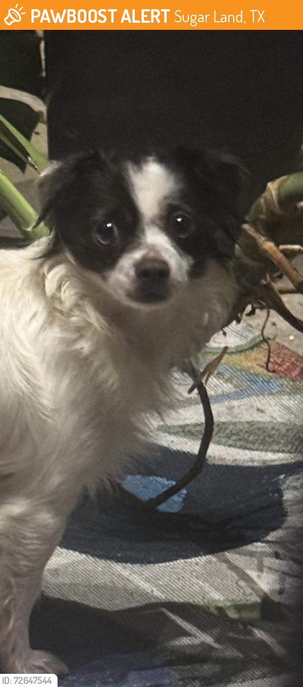 Found/Stray Unknown Dog last seen Intersection of Main and Stadium Road , Sugar Land, TX 77498