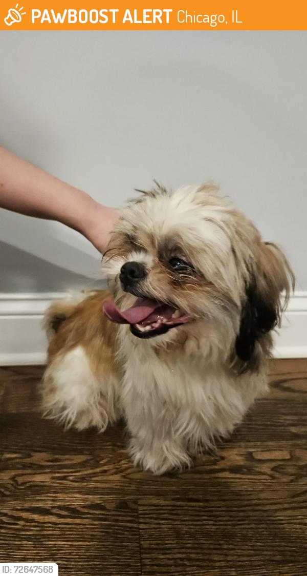 Found/Stray Male Dog last seen Holman and Fulton, Chicago, IL 60612