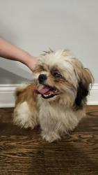 Found/Stray Male Dog last seen Holman and Fulton, Chicago, IL 60612
