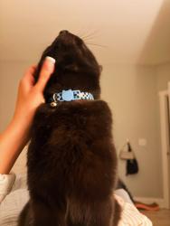 Lost Male Cat last seen charter dr , Wilmington, NC 28403