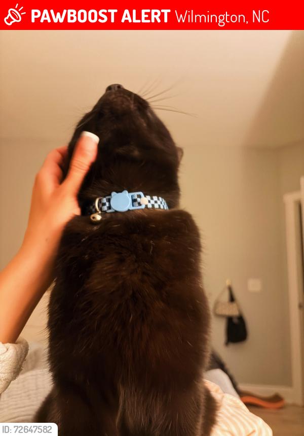Lost Male Cat last seen charter dr , Wilmington, NC 28403