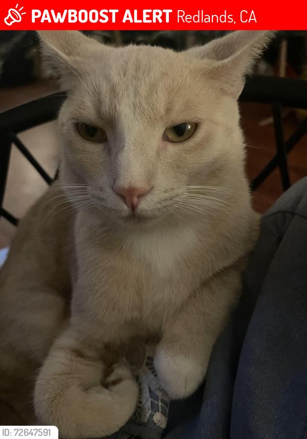 Lost Male Cat last seen Downtown redlands, Redlands, CA 92374