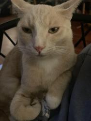Lost Male Cat last seen Downtown redlands, Redlands, CA 92374