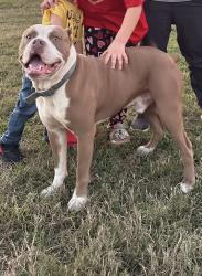 Lost Male Dog last seen Northfield , Pleasanton, TX 78064