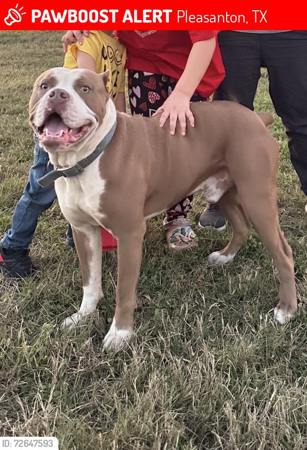 Lost Male Dog last seen Northfield , Pleasanton, TX 78064