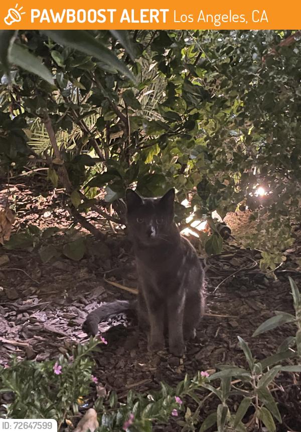 Found/Stray Female Cat last seen 7th and Kingsley, Los Angeles, CA 90005