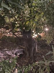 Found/Stray Female Cat last seen 7th and Kingsley, Los Angeles, CA 90005