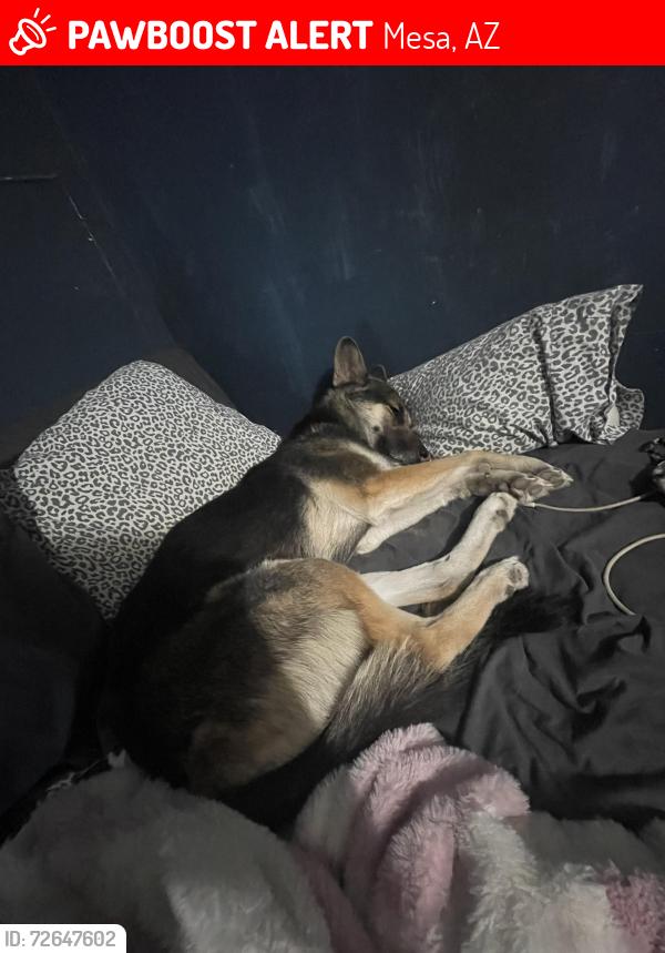 Lost Female Dog last seen higley , Mesa, AZ 85208
